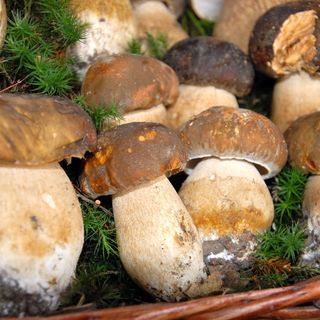 funghi porcini
