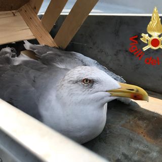 gabbiano soccorso e liberato dai Vigili del Fuoco