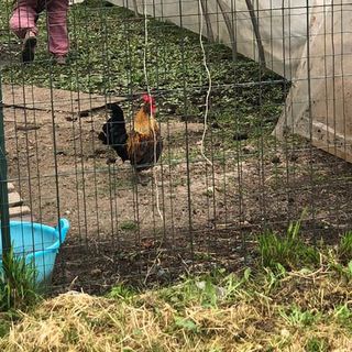 Galileo, il gallo canterino di Moncalieri