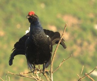 gallo forcello