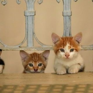A Pinerolo gli animali hanno un ufficio per i loro diritti