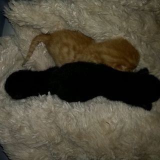 Vanchiglietta: tre gatti gettati in un bidone, salvati dai residenti
