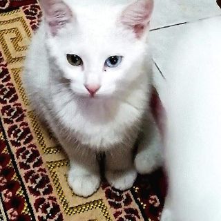 Gattina smarrita in strada del Drosso a Torino