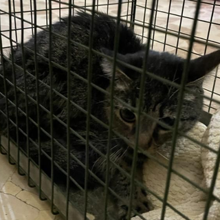 Gatto in una gabbietta