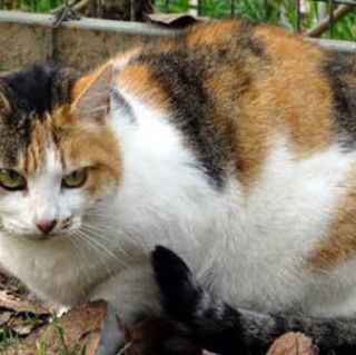 gatto - foto di repertorio