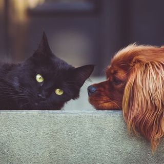 L'osteoartrite nel cane e nel gatto