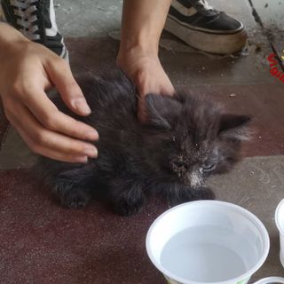Gatto bloccato all'interno di una canna fumaria: i vigili del fuoco lo portano in salvo