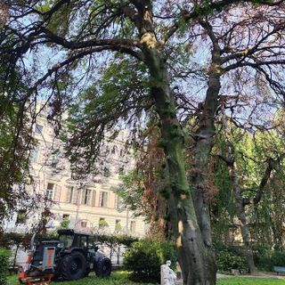 Faggio malato nel giardino di Palazzo Cisterna