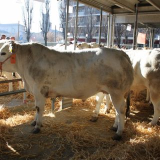 Eccellenze agricole a Carmagnola il 15 dicembre con Fiera della Giora e Mostra del Porro