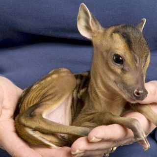 Una protesi per la cerva salvata a maggio dagli agenti faunistico-ambientali ad Oulx (VIDEO)