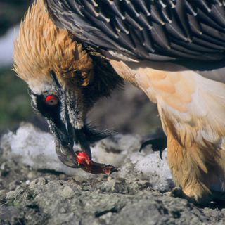 Parco Nazionale del Gran Paradiso, nato un piccolo gipeto (VIDEO)