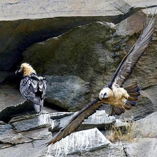 Deposto un nido in valle Orco (Foto credits: Pierluigi Cullino)