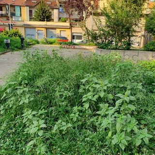 Verde pubblico, l'allarme della Circoscrizione 4