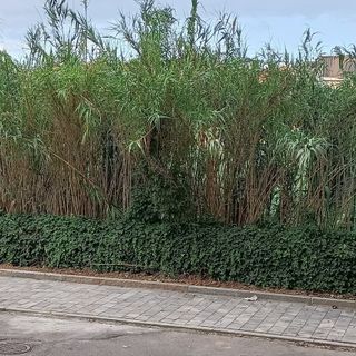 La 'giungla' lungo le sponde del Sangone accende la rabbia dei residenti di Borgo San Pietro