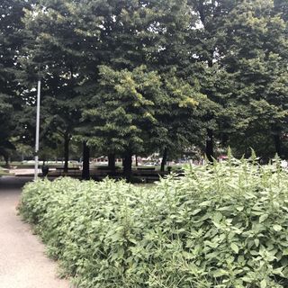Giungla urbana in Circoscrizione 3: erba alta più di un metro ai giardini di via Delleani