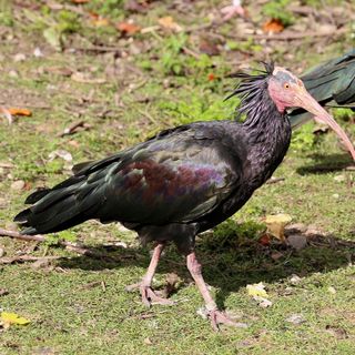 A Collegno tornano gli Ibis Eremita: avvistati quattro esemplari al campo volo