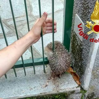 immagine di repertorio