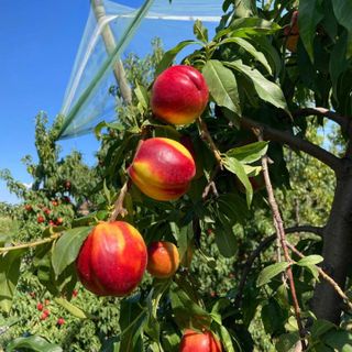 Frutta, Coldiretti Piemonte: &quot;Urgente convocare un tavolo di crisi regionale&quot;