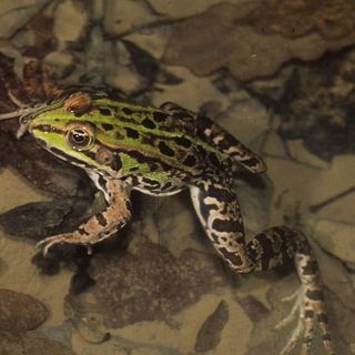 To-Herp: al via il progetto di Citizen Science, per salvare rettili e anfibi urbani torinesi