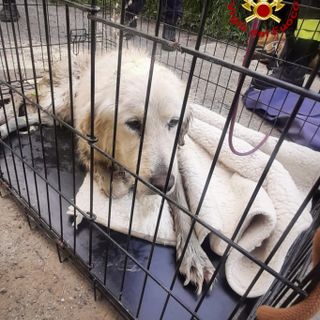 Cane incastrato tra le rocce di un rio a Chieri tratto in salvo dai Vigli del Fuoco