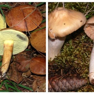 A sinistra il Boletus badius, a destra il Cortinarius caperatus
