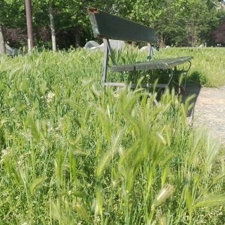 Erba alta ai Giardini dedicati a Ferruccio Novo, Moschella (Lega): “L’Amministrazione si prenda cura del parco”