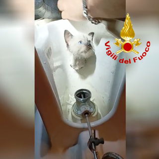 Micio di tre mesi salvato in via Gressoney