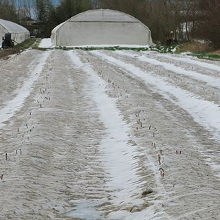 Agricoltura, al via il bando regionale per l'acquisto di reti antigrandine