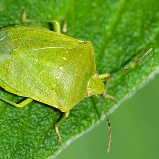 Con il caldo torna la cimice asiatica, Coldiretti: “Invasione ridimensionata grazie a strategie ad hoc”