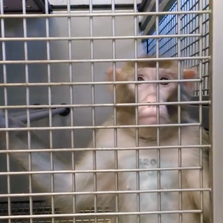 Uno dei macachi su cui verranno effettuati i test