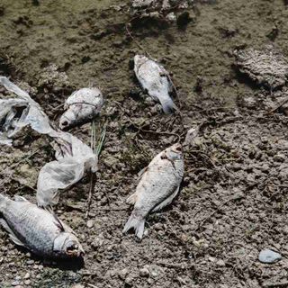 Moria di pesci per caldo e siccità, Tavolo Animali e Ambiente: &quot;Chiediamo il divieto della pesca e della caccia&quot;