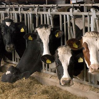 Coldiretti Piemonte: &quot;Bene stop alla norma ammazza stalle”