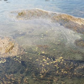 Siccità, il Piemonte domani chiederà l'allerta rossa: "Altri Comuni a rischio stop notturno acqua"