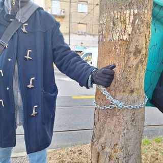 Tagli di alberi in Corso Belgio, tensioni tra polizia e manifestanti e c'è chi si incantena ai fusti [FOTO E VIDEO]