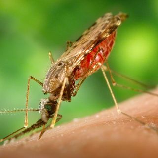 &quot;Morto per malaria&quot;, parlano in aula i medici imputati