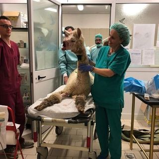 Grugliasco, prima operazione riuscita per Joy, l'alpaca aggredito da un cane nei boschi di Roccavione