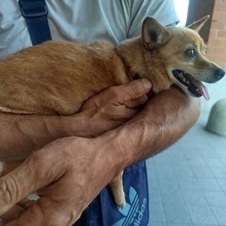 Si cerca disperatamente la Pinscher Trilly: &quot;300 euro per chi la porta a casa&quot;