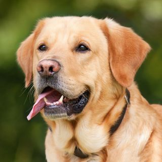 Un Labrador in famiglia? Tutto ciò che devi sapere