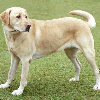 Aidaa denuncia uomo che cercava cani per fare sesso