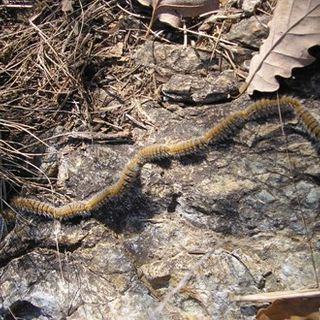 Lotta alla Processionaria nel parco del Monte San Giorgio