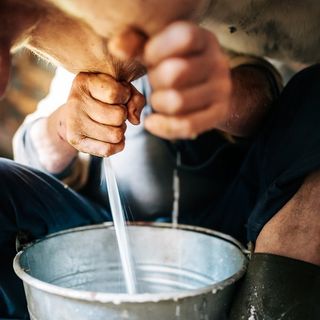 Il comparto del latte prova a dribblare il Coronavirus, Coldiretti: &quot;No a ribassi e speculazioni: bisogna fare fronte comune&quot;