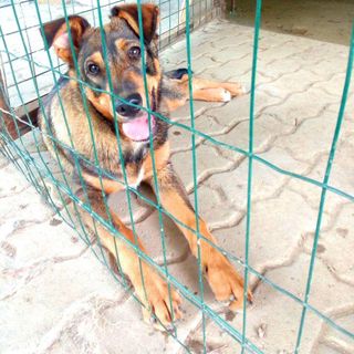 Nuovi cuccioli cercano casa a Torino e dintorni