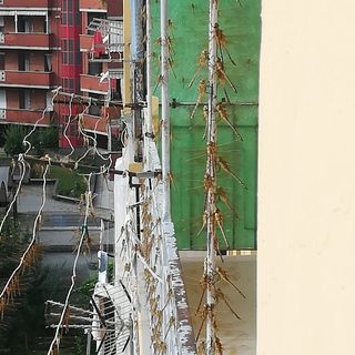 A Borgo San Paolo è di nuovo invasione di libellule: le segnalazioni rimbalzano sui social [FOTO]