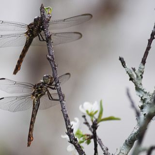 Il 29 giugno una giornata per scoprire le libellule al Lago di Meugliano