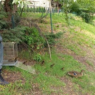 Un'anatra e i suoi piccoli in difficoltà recuperati e messi in salvo in un cortile di via Mentana: liberati in riva al Po