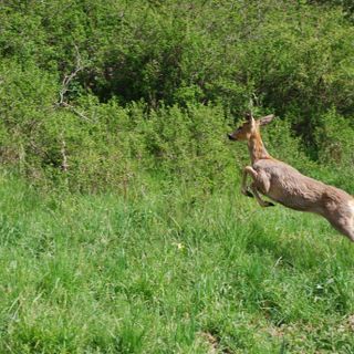 Condove, liberati quattro caprioli curati a Grugliasco (fotogallery)