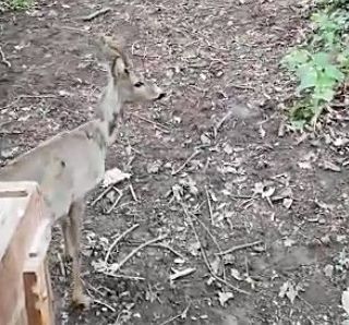capriolo