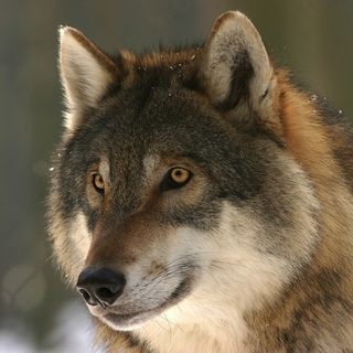 Ovini predati nel Chivassese: si è trattato di una lupa italiana