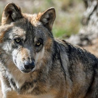 Lupi in montagna, Preioni e Dago: “I territori montani hanno ragione: serve un vero contenimento”