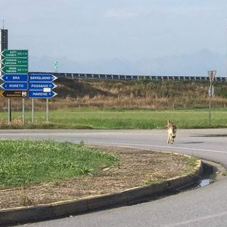 lupo che scorrazza in strada
